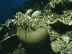 Anemone mit Anemonenfischen, Milne Bay